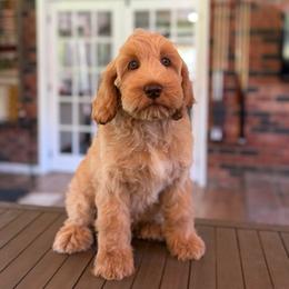 Waylon - Caramel male Australian Labradoodle puppy in Hartshorne, Oklahoma from Jena Edmond
