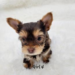 Honey - Chocolate and tan female Yorkshire Terrier puppy in Phoenix, Arizona from Saguaro Yorkie Ranch