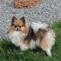 Remi - Pomeranian