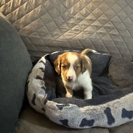 Tri-color blue-eye Girl - Piebald female Dachshund puppy in Henrico, Virginia from All About Pets