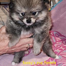 Girl 2 - Cream sable female Pomeranian puppy in Turnersville, New Jersey from MK Exquisite Poms