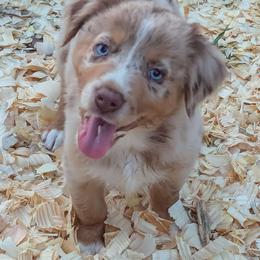 Dolphin - Australian Shepherd puppy from Sandy Aussies & Pomeranians