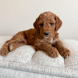 Dopey - Red  male Goldendoodle puppy in Billings, Montana from Montana Raised Doodles