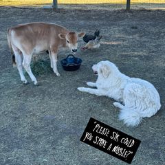 Maremma Sheepdog puppies from Naranjo Hills Farm