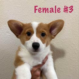 Female 3 - Pembroke Welsh Corgi