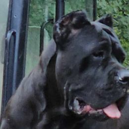 Rochi - Cane Corso