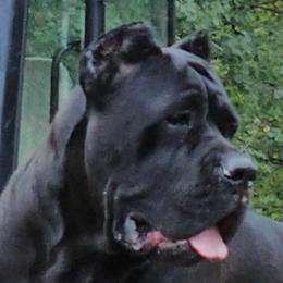 Rochi - Cane Corso