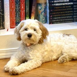 Daisy - Cockapoo