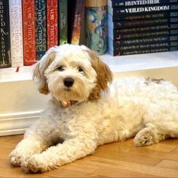 Daisy - Cockapoo