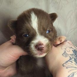 Django - Red and white male Siberian Husky puppy in Richland, Mississippi from Feazell’s Siberian Huskies