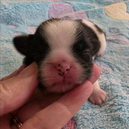 BW white tip - Black and white male Shih Tzu puppy in Missouri from Farm Animal Mommy Shih tzu's Michalek Dog Breeder