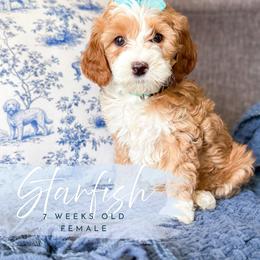 Starfish - Apricot female Goldendoodle puppy in Garden Grove, California from Sunkissed Doodles