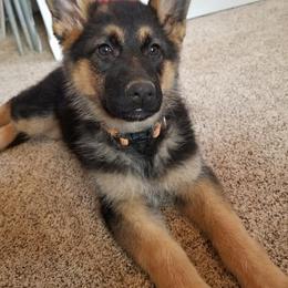 German Shepherd Puppies from B & R Kennel