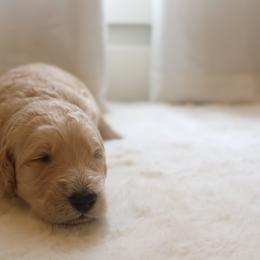 "black boy 🖤" Goldendoodle Puppies from Kelly Doodles