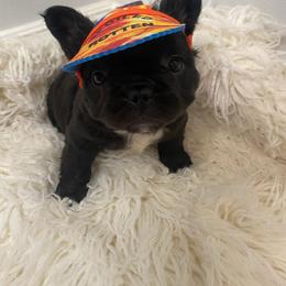 French Bulldog Puppies from Cortney’s Frenchie Farm