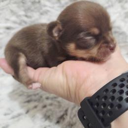 Boy 1 - Chocolate and tan male Chihuahua puppy in Richmond, Virginia from Breens