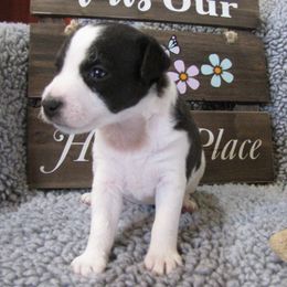 Jack Russell Terrier Puppies from Spritely Jack Russell Terriers