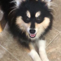 Cocoa - Pomsky