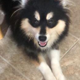 Cocoa - Pomsky