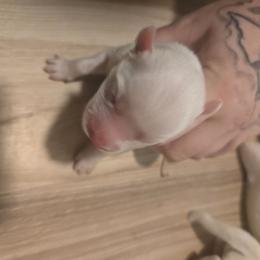 Boy 2 - White male Siberian Husky puppy in Killeen, Texas from Jackson's Siberians