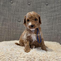 Blue - Red  male Goldendoodle puppy in Miami, Florida from GoldStar Doodles USA