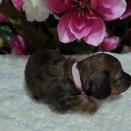 Dachshund Puppies from CLARK'S BREEDING PROGRAM