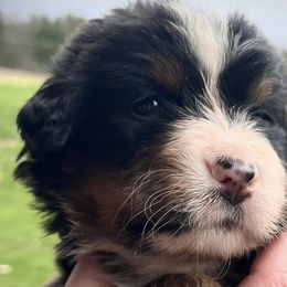 Bernese Mountain Dogs from Beautifully Bernese