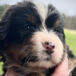 Bernese Mountain Dogs from Beautifully Bernese