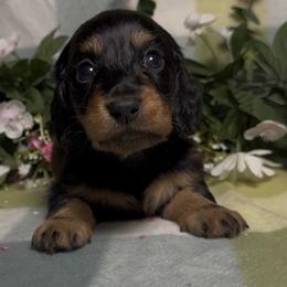 Black and tan boy - Black and tan male Dachshund puppy in Alice, Texas from Crimson’s longhair Dachshunds