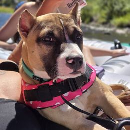 Mist - Fawn female American Pit Bull Terrier puppy in Lakewood, Washington from Perrault Kennels