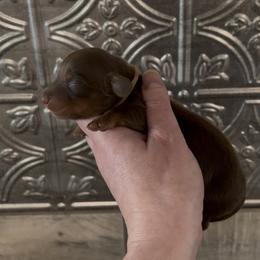 Jazmine - Chocolate and tan female Dachshund puppy in Homestead, Florida from Florida Mini Dachshunds