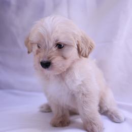 Manna Jr - Cream male Assorted Doodle Crosses puppy in Sacramento, California from FurKids