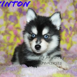 Winton - Black and white male Pomsky puppy in Centerville, Iowa from LJ Kennels Pomskies, LLC