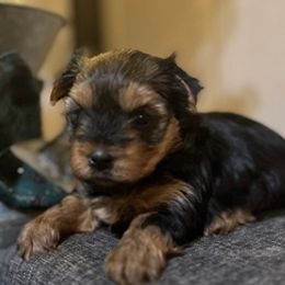 Beagles and Yorkshire Terriers from HC Puppy Ranch