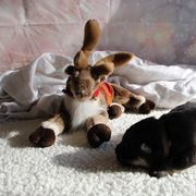 Finnish Lapphund Puppies from Akasha Wind