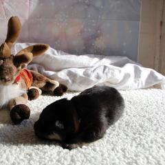 Finnish Lapphund Puppies from Akasha Wind