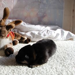 Finnish Lapphund Puppies from Akasha Wind