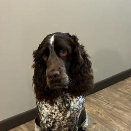 Maggie - English Springer Spaniel