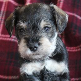 Sammy - Salt and pepper male Miniature Schnauzer puppy in Richardton, North Dakota from Crooked Tree Ranch