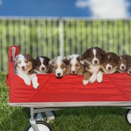 Australian Shepherd Puppies from JS Aussies