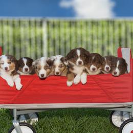 Australian Shepherd Puppies from JS Aussies