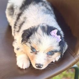 Purple collar - Blue merle female Miniature Australian Shepherd puppy in 32046, Florida from River Hill Ranch