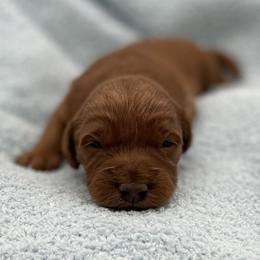 Harley - Red  male Goldendoodle puppy in Kansas City, Kansas from Bella & Ivy’s Mini Goldendoodles of KC