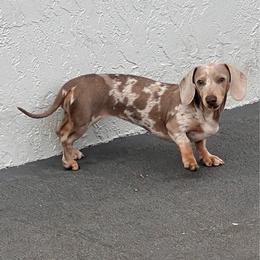 Emmy - Dachshund