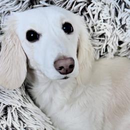 Dachshunds from Lily of the Valley