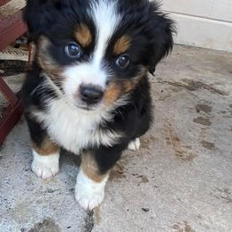 Miniature Australian Shepherd Puppies from Triple Branch Aussies