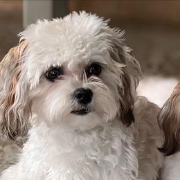 Emma - Havanese