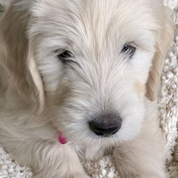 Goldendoodles from Dana's Goldendoodles