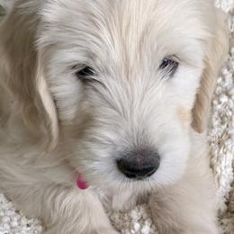 Goldendoodles from Dana's Goldendoodles