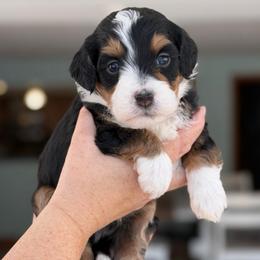 Kodiak - Tri-color male Bernedoodle puppy in Henry, Illinois from Rowe Farms Doodles